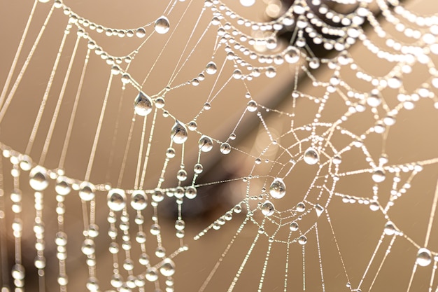 Natural abstract background with shiny dew drops on a spider web in sunlight.