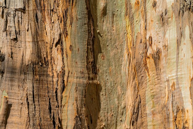 Natural background of eucalyptus gumtree bark. Closeup of trunk. Tenerife, Canary islands