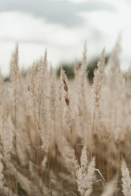 natural background, field of spikelets.