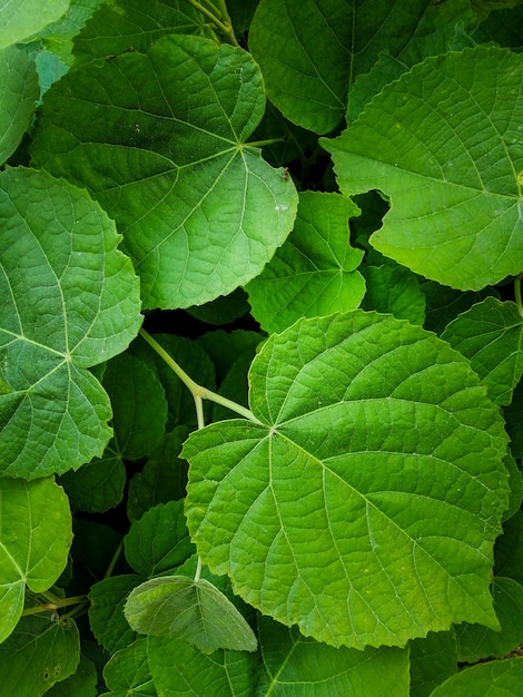 Free photo natural background of green leaves