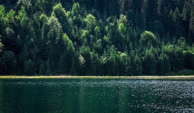 Free photo natural background lake in the forest highlands