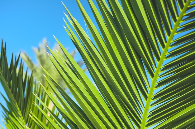 Free photo natural background of palm leaves closeup on blue sky background summer holidays postcard concept for vacation or holiday