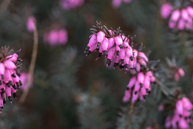 Natural background pink flowers among greenery macro photography