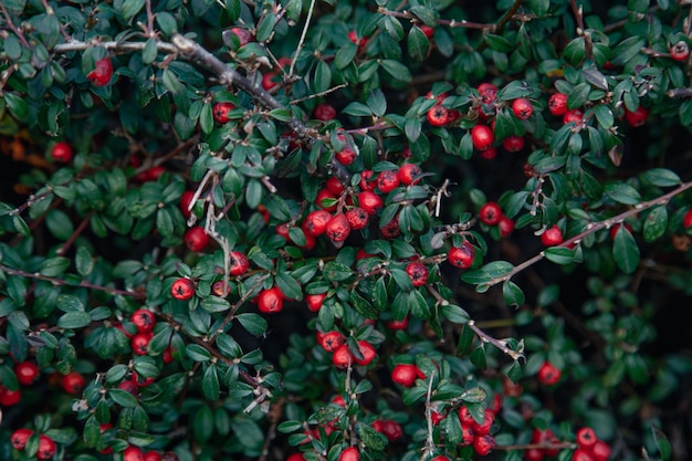 Free Photo natural background red berries among the foliage in the forest on a bush