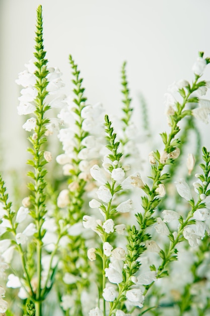 Natural background small white flowers on a white background