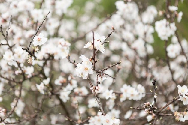 Natural background with pretty almond blossoms