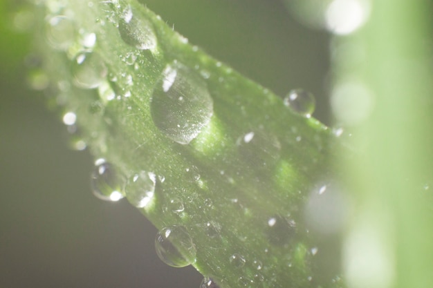 Natural background with raindrops