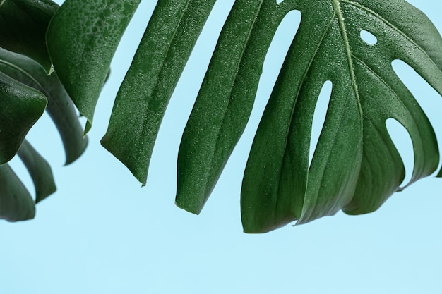 Natural background with tropical monstera leaf close up.