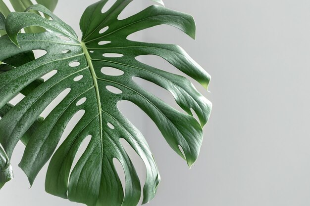 Natural background with tropical monstera leaves in daylight.