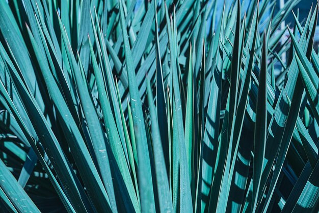 Natural background - Yucca leaves close up, selective focus, tropical park. Blue-green yucca leaves, horizontal shot