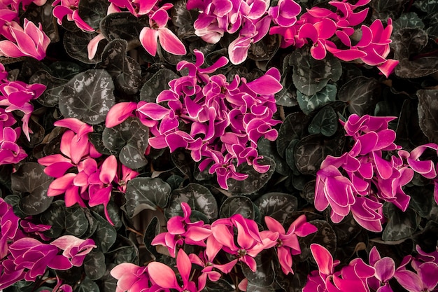 Natural beautiful background with lots of cyclamen . The concept of a natural plant background. Cyclamen in a pot, blooming with colorful large flowers.