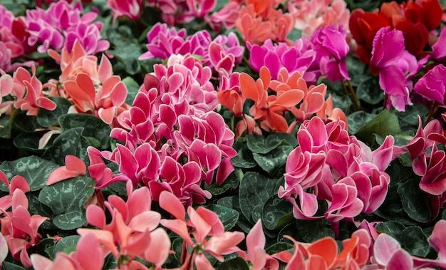 Natural beautiful background with lots of cyclamen . The concept of a natural plant background. Cyclamen in a pot, blooming with colorful large flowers.