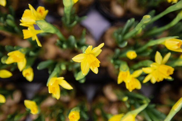 Natural beautiful background with lots of small yellow daffodils.The concept of a natural plant background.Detailed close-up photography.