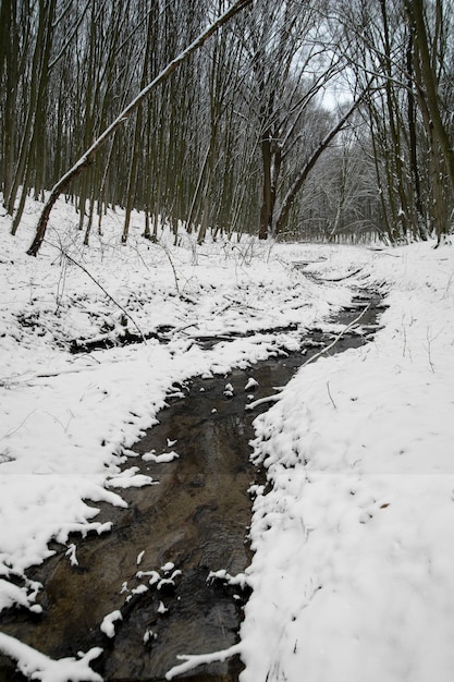 Free Photo natural beautiful landscape with small stream