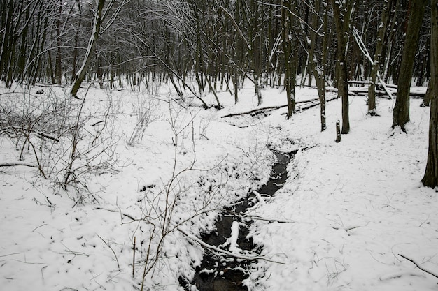 Free photo natural beautiful landscape with small stream