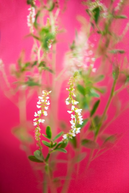 Free Photo natural bloom with blur effect