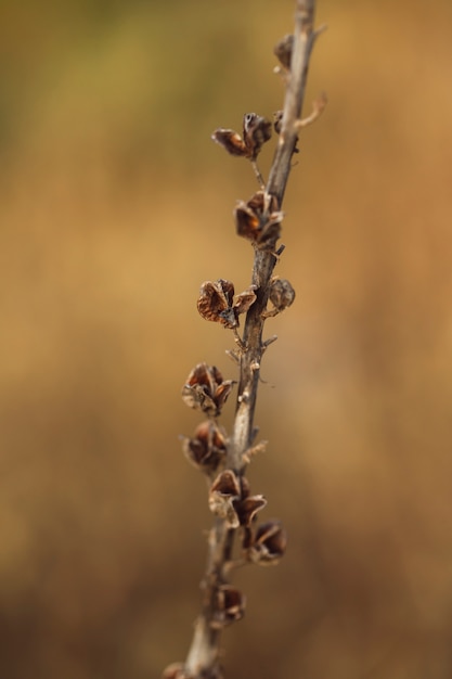 Free photo natural dried leaves with defocused background