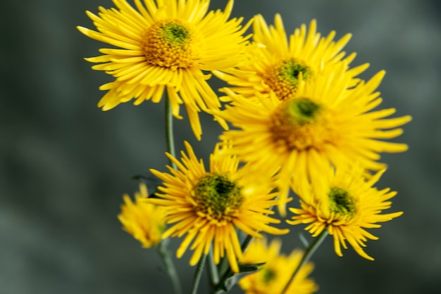 Natural flowers with blurry effect