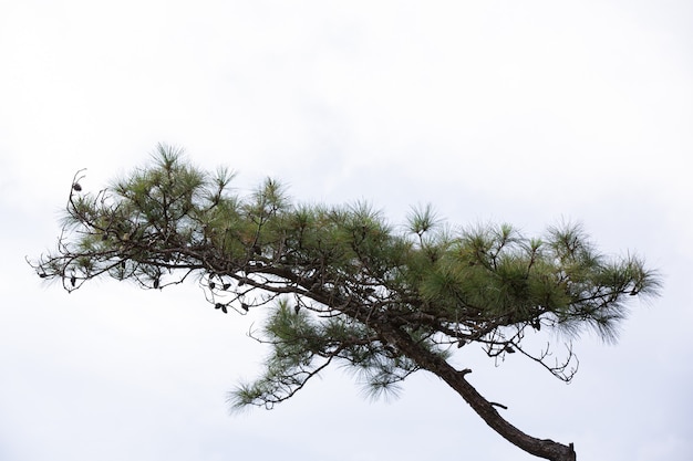 Free photo natural fresh pine tree on white background