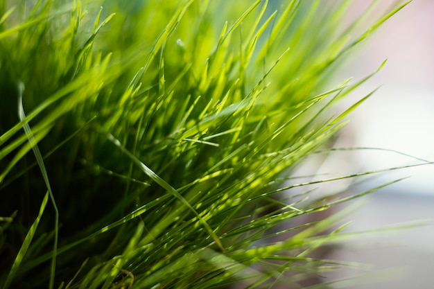 Free Photo natural grass close up