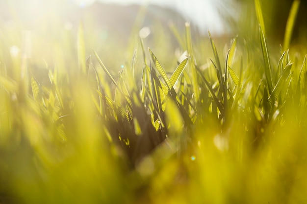 Free photo natural grass close up