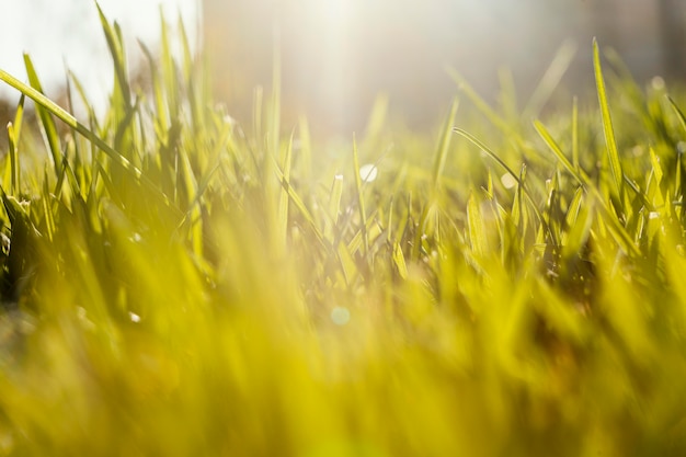 Free photo natural grass close up