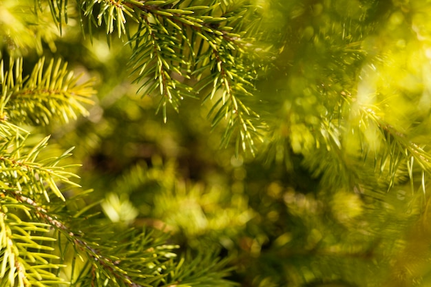 Free Photo natural grass close up