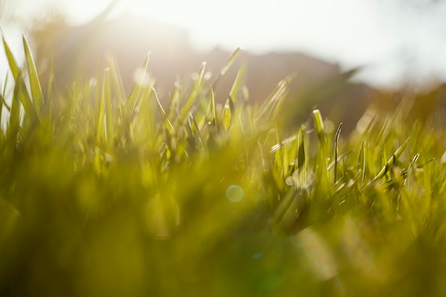 Natural grass close up