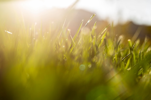 Natural grass close up