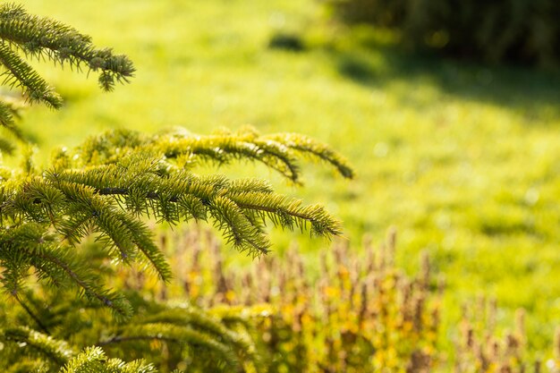 Natural grass close up