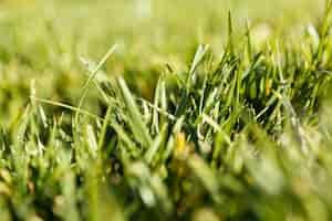 Free photo natural grass close up