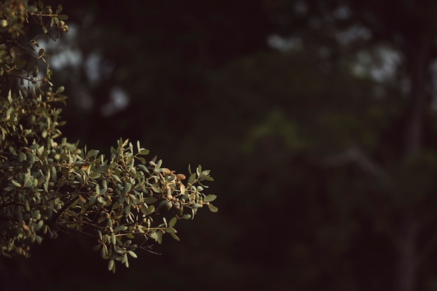 Natural green leaves with defocused background