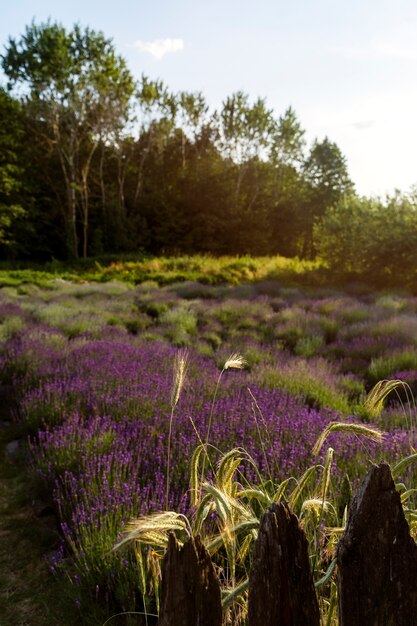 Natural landscape lavender fields