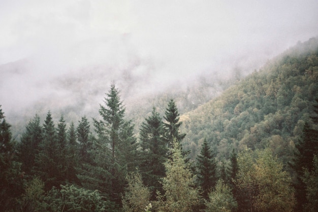 Free photo natural landscape of mountains and forest