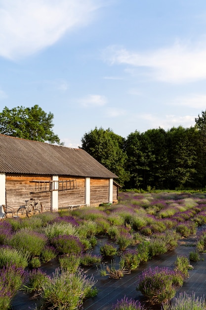 Free Photo natural landscape with old house