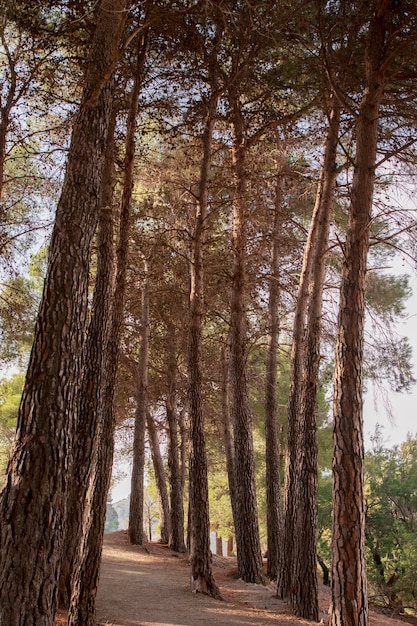 Free photo natural landscape with tall trees