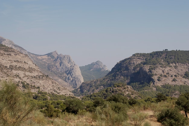 Free photo natural landscape with trees