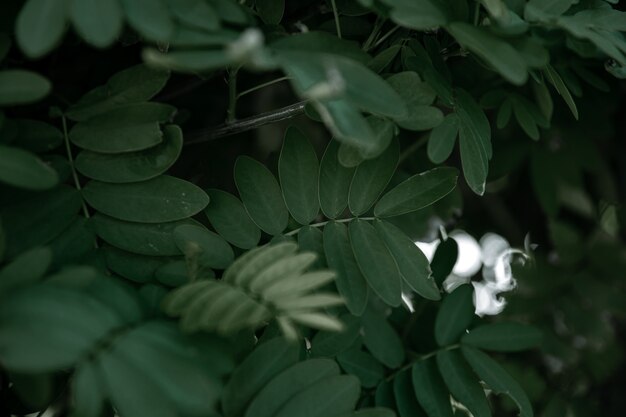 Natural leaves of acacia. Vegetation concept in hot climates.