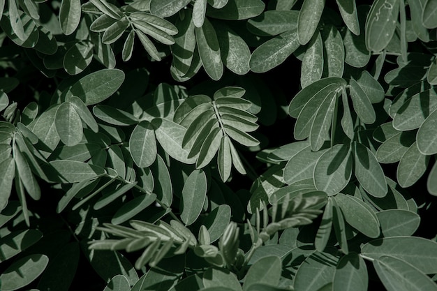 Natural leaves of acacia