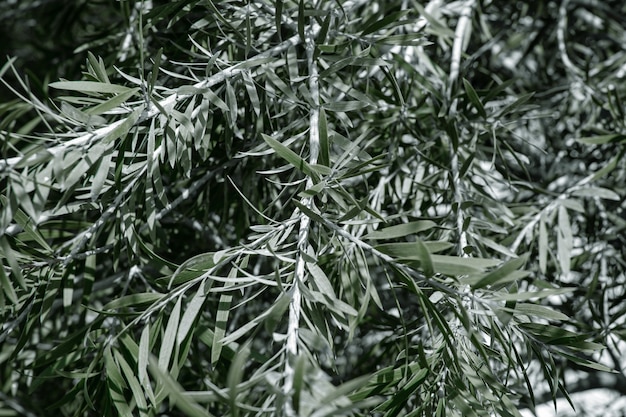 Natural olive tree leaves. Vegetation concept in hot climates.