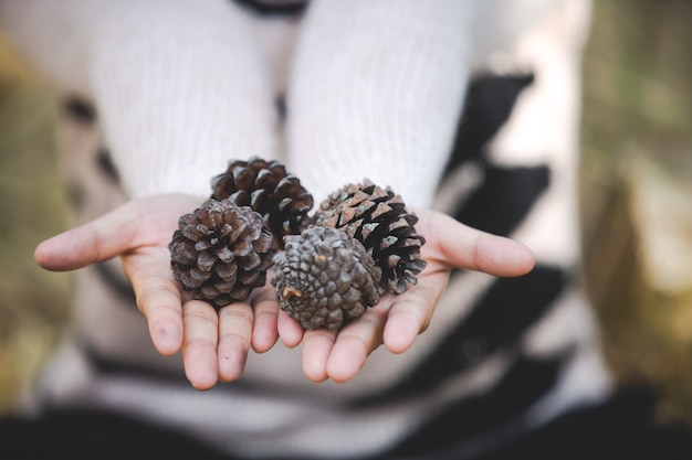 Free photo natural pine cones in hand