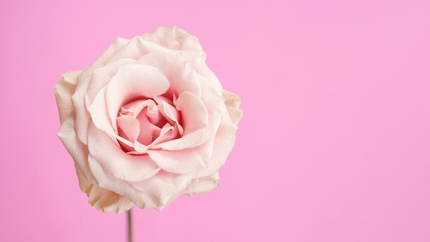 Free photo natural pink rose with copy space