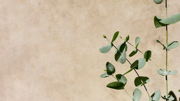 Natural plant assortment on monochromatic background