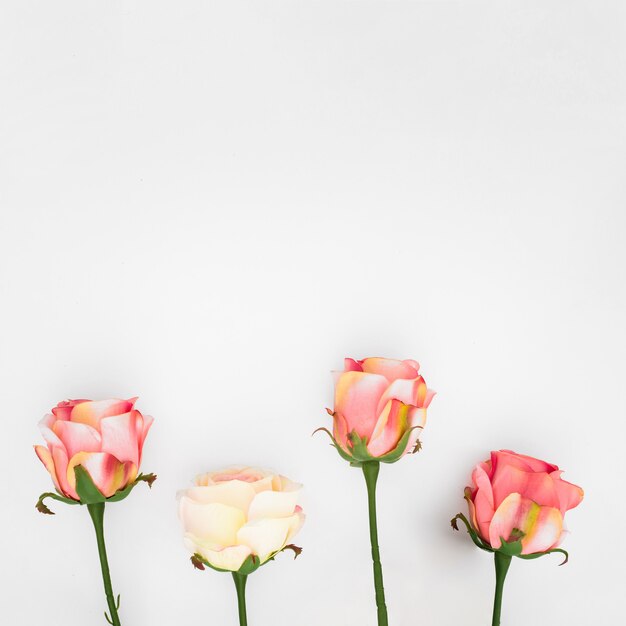 Natural roses on a white  with copyspace