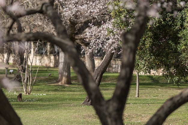 Free photo natural scene with flowering trees