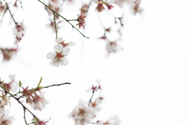 Free Photo natural scene with pretty almond blossoms and blurred background