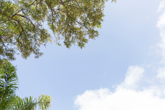 Natural scene with tree branches and sky background