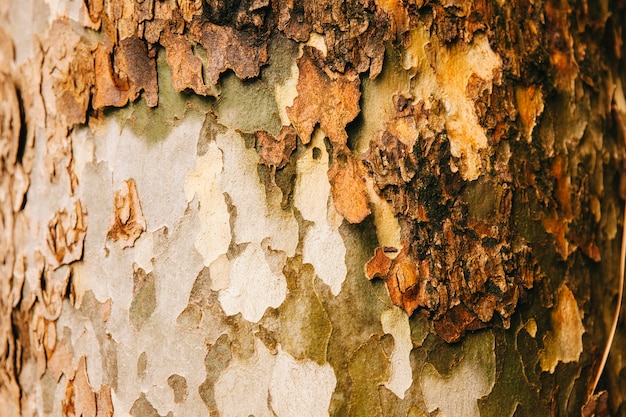 Free Photo natural tree texture