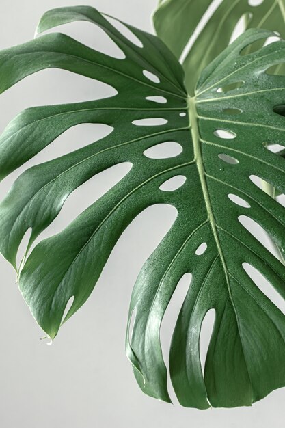 Natural tropical monstera leaves in daylight.