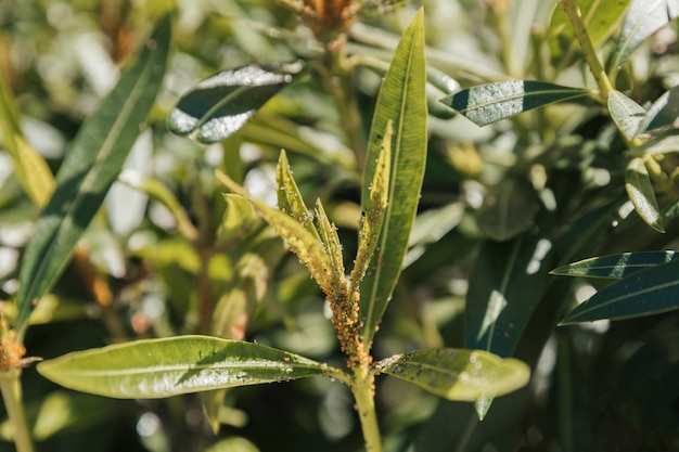 Natural vegetation texture